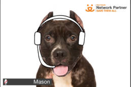 Smiling pit bull with headphone drawn on.