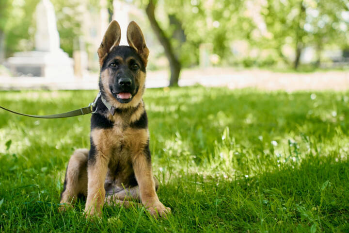 Puppy on a leash sitting in the grass.