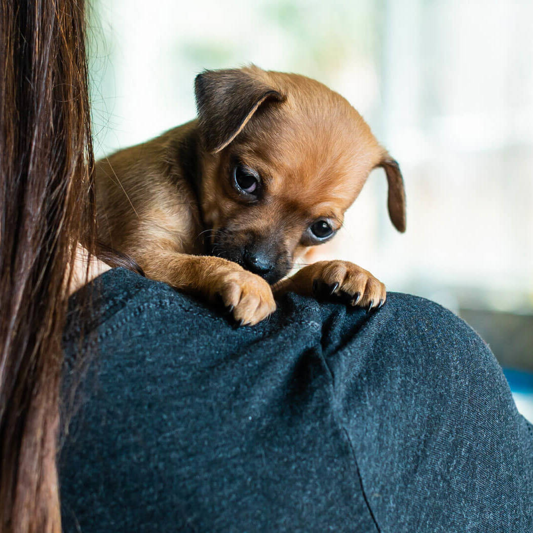 II. The Importance of Chihuahua Welfare