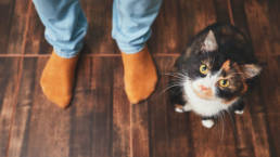 Cat sitting on the floor next to two feet in orange socks, gazing up at camera.