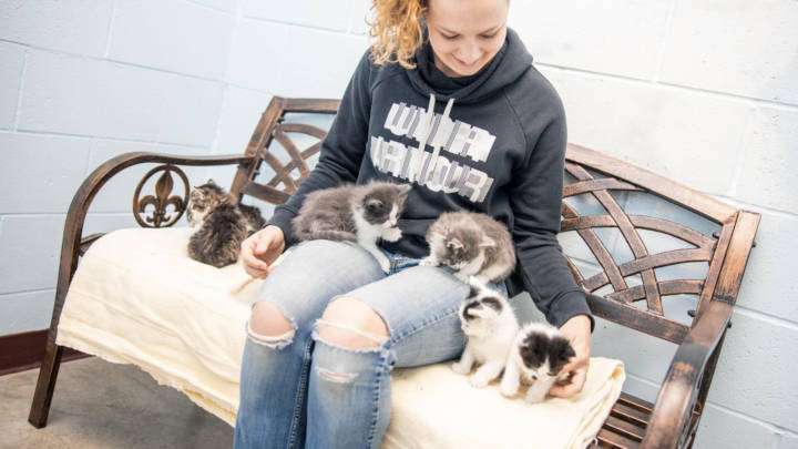 Woman sitting on a bench with a litter of kittens on her lap.