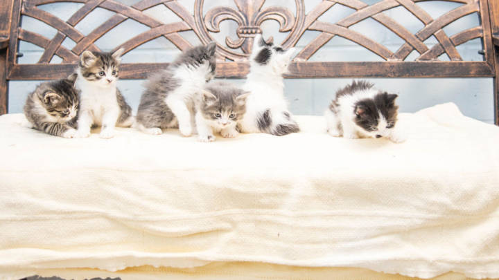 Six grey and white kittens sitting on a bench.