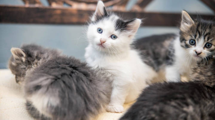 Two white and grey kittens gazing at the camera.
