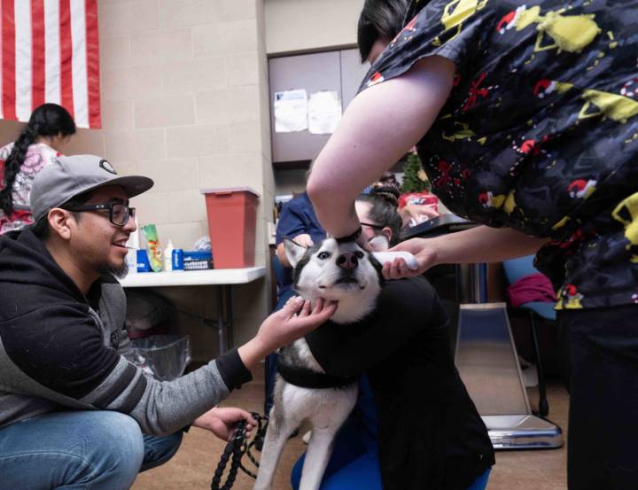 Husky dog being inspected by vaccine clinic vet tech, while being comforted by man with hat and glasses.