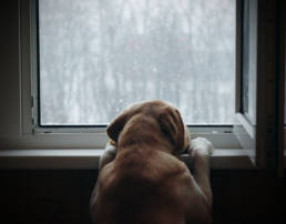 Dog looking out the window from a dark room.