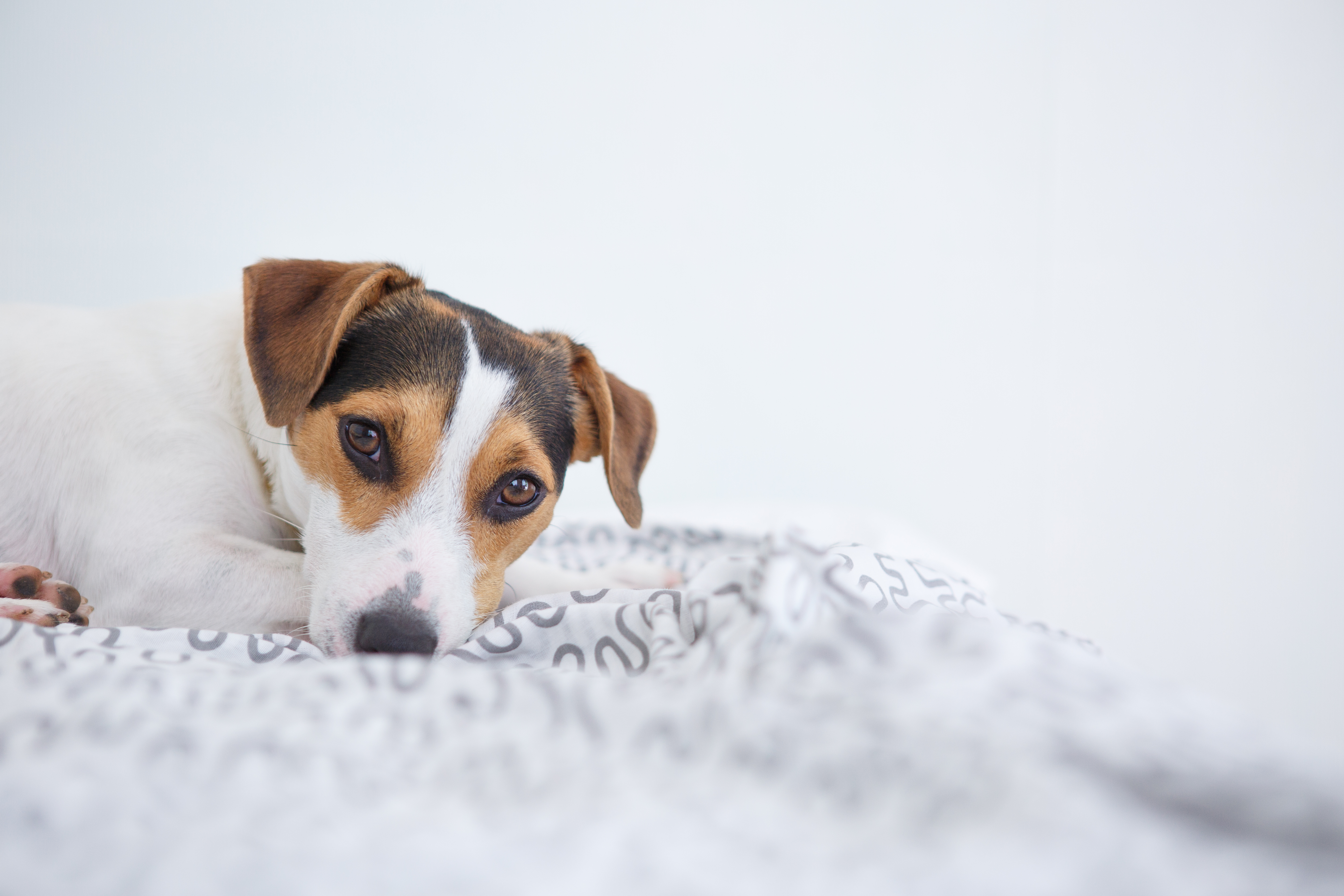 10 Activities To Do While Quarantined With Your Pet | SPCA of Northern  Nevada