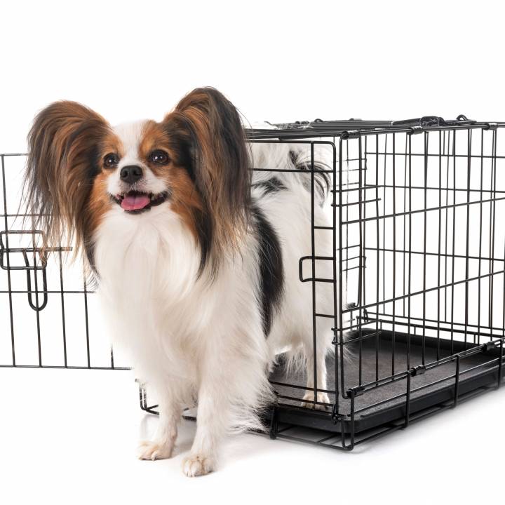 Little dog standing outside crate.