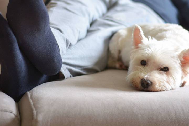 Man laying on bed in sweatpants with small white dog.