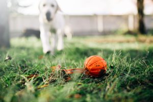https://spcanevada.org/wp-content/uploads/2020/04/watch-dog-finds-a-ball-training-outdoor-PQ7HJ4Z-min-300x200.jpg