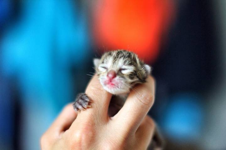 Hand holding a newborn kitten.