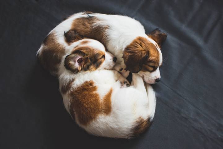 Two puppies curled up into each other and sleeping.