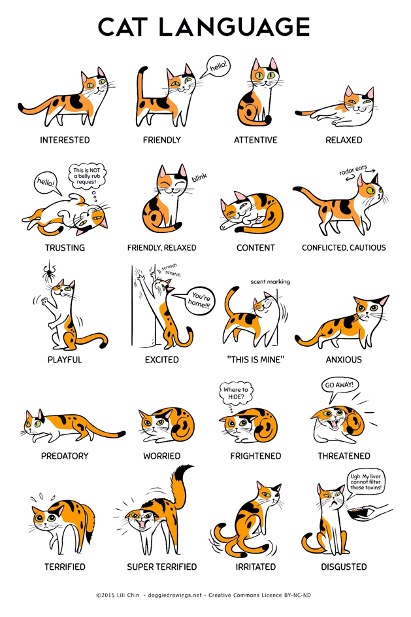 Graphic of cat body language meaning.