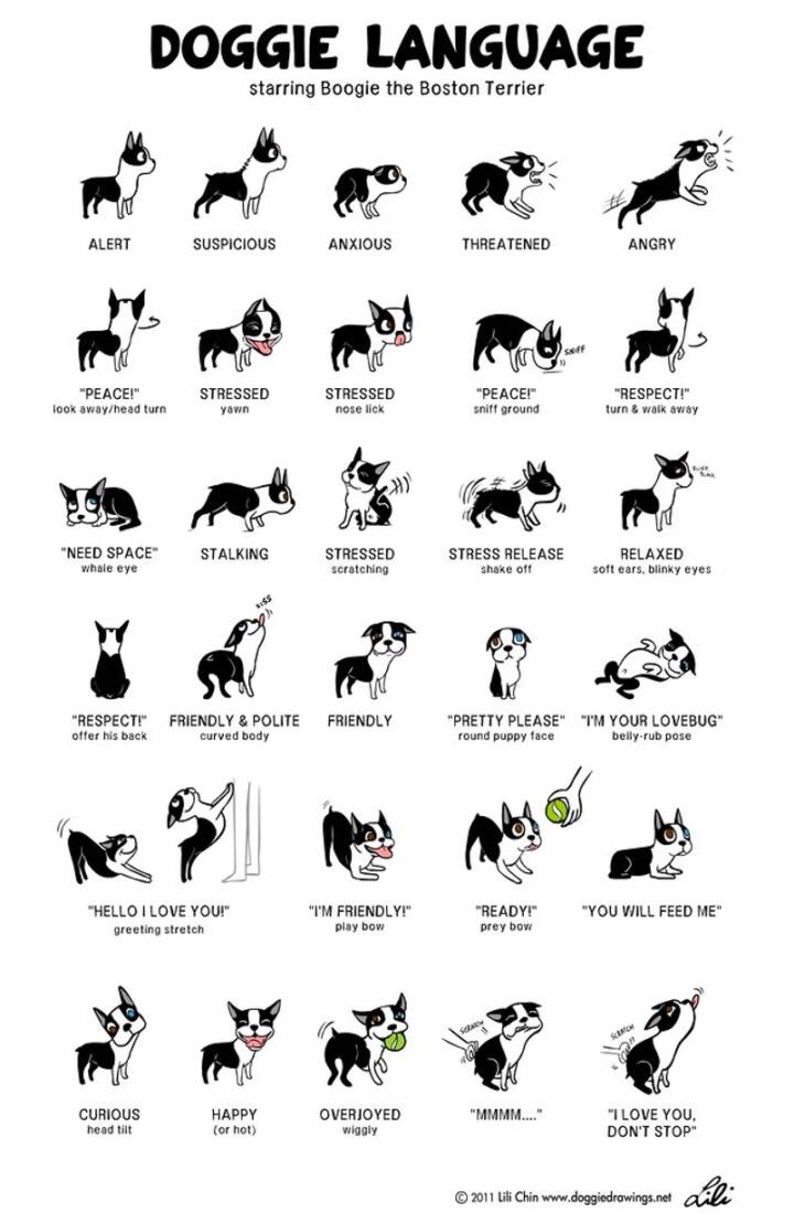 I. Introduction to Canine Communication
