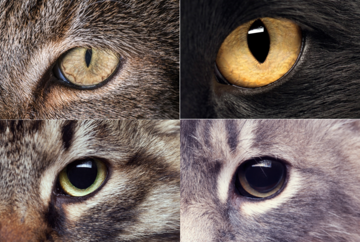 Four different cat's eyes.