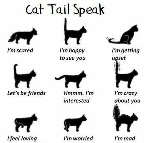 A chart displaying different ways cat's tails communicate with people.