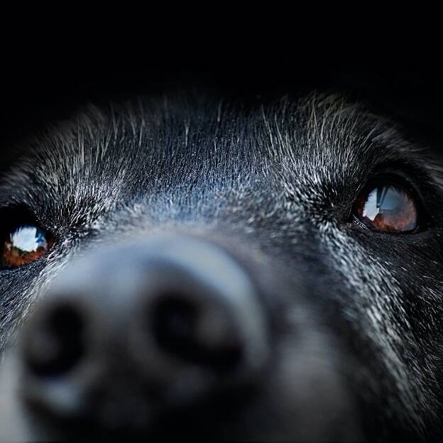Close-up of black lab nose and eyes.