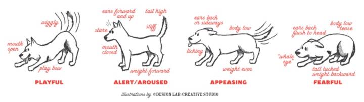 Chart showing how dogs communicate using their tail.