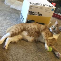 Cat rolling next to a box on the floor.