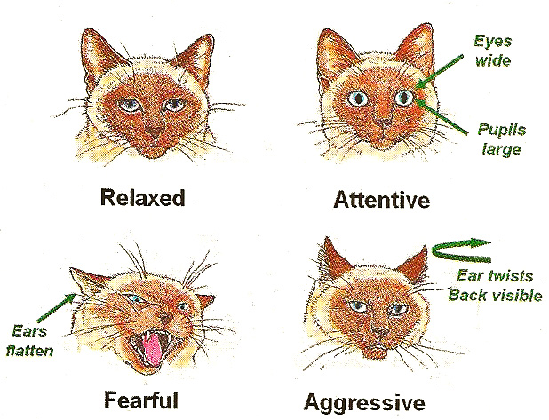 Cat Communication  SPCA of Northern Nevada