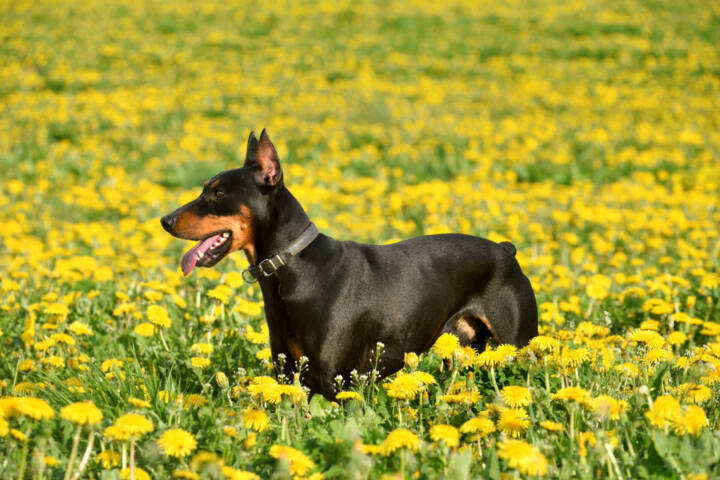 Doberman standing in field with cropped ears and docked tail.