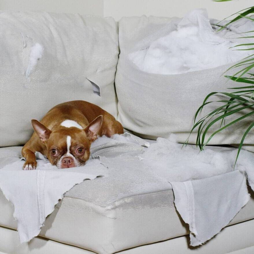 dog lying on a torn apart couch
