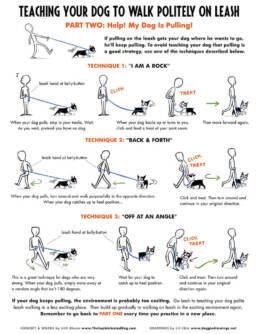 Graphic explaining how to teach dog not to pull on a leash.