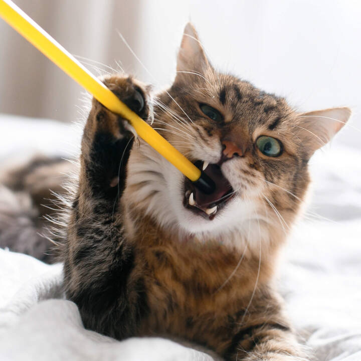 Cat grabbing and biting the end of a stick.