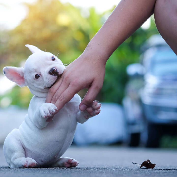 white french bulldog puppy biting hand