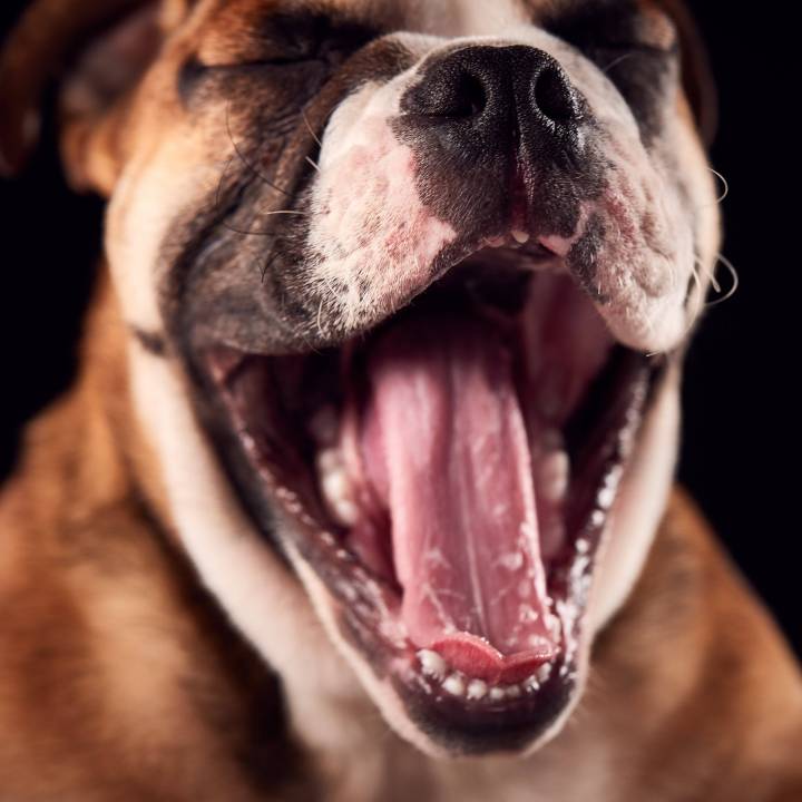 Bulldog with open mouth