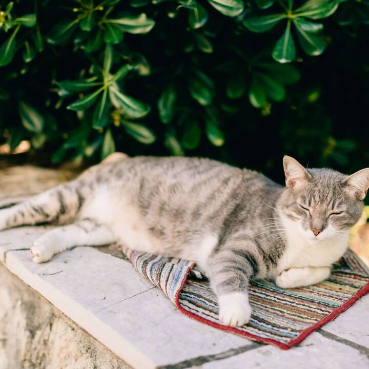 Cat lying on a ledge.
