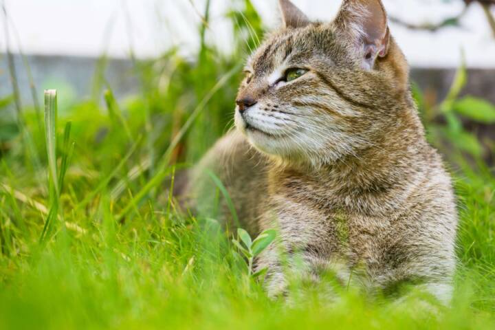 Cat lying in grass.
