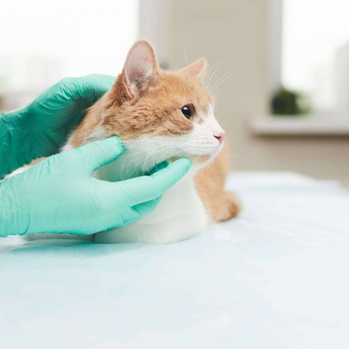 Vet examining an orange and white cat on table.