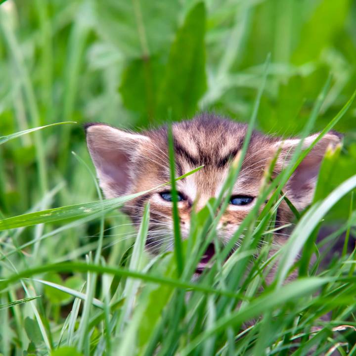 Small kitten in the grass.
