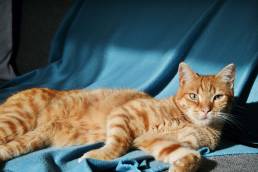 Orange tabby cat lounging in the sun.