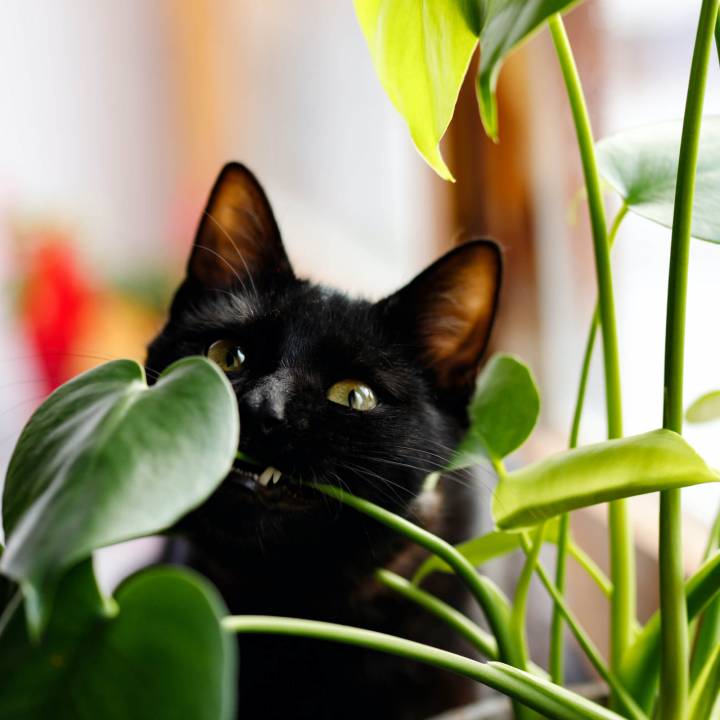 Black cat peering from behind plant.
