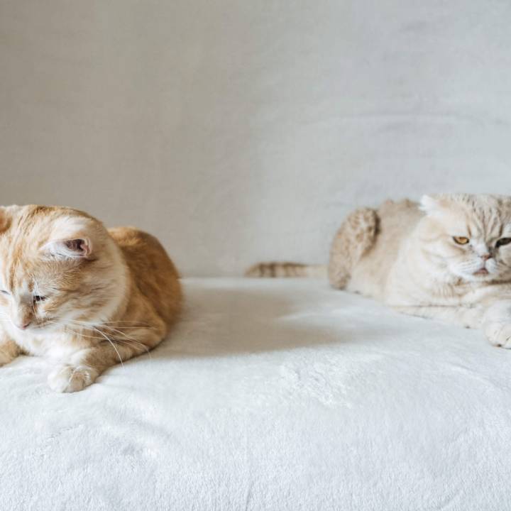 Two cats side by side on a white blanket.