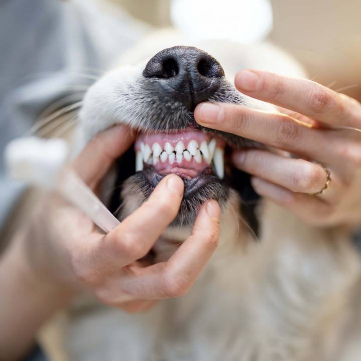 Hands holding dog's mouth open to show teeth.