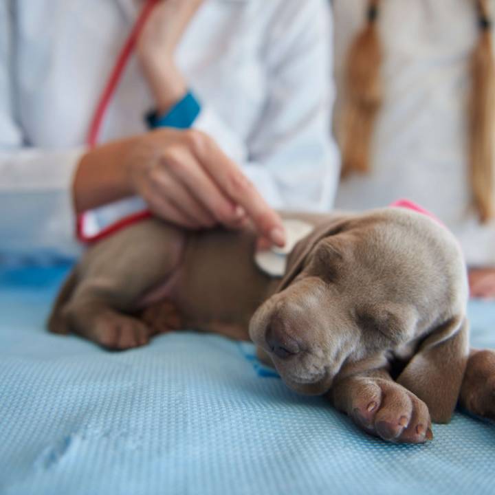 Grey puppy at vet on exam table.