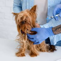Yorkie getting vaccinated by a vet..