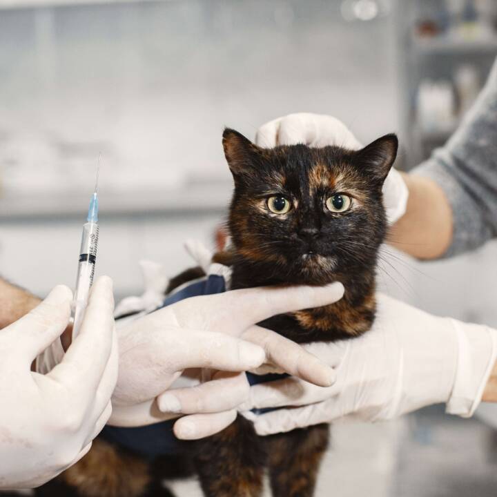 Cat getting vaccine.