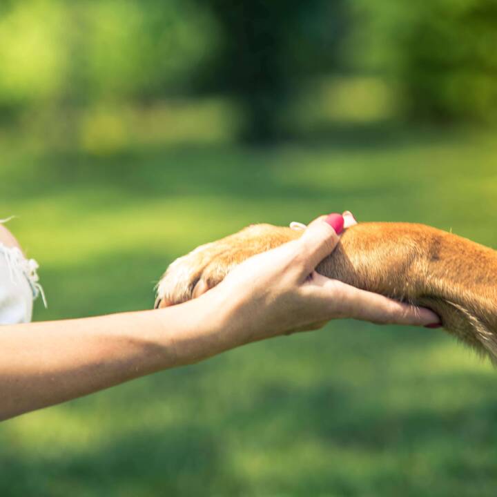 Human hand holding a dog's paw.