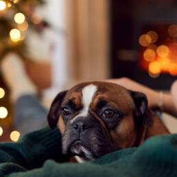 Woman and dog cuddling by Christmas tree.